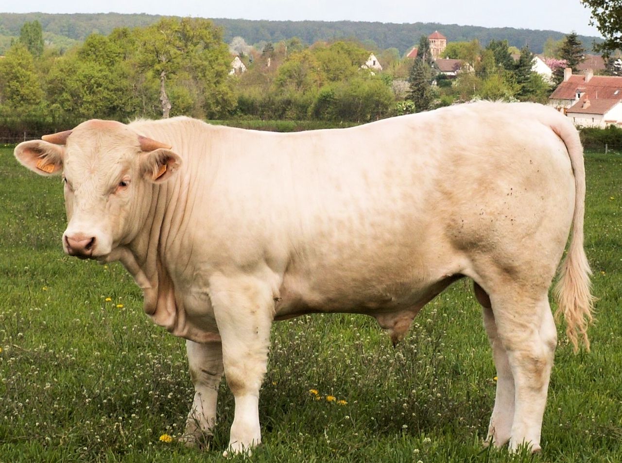 Fernandel