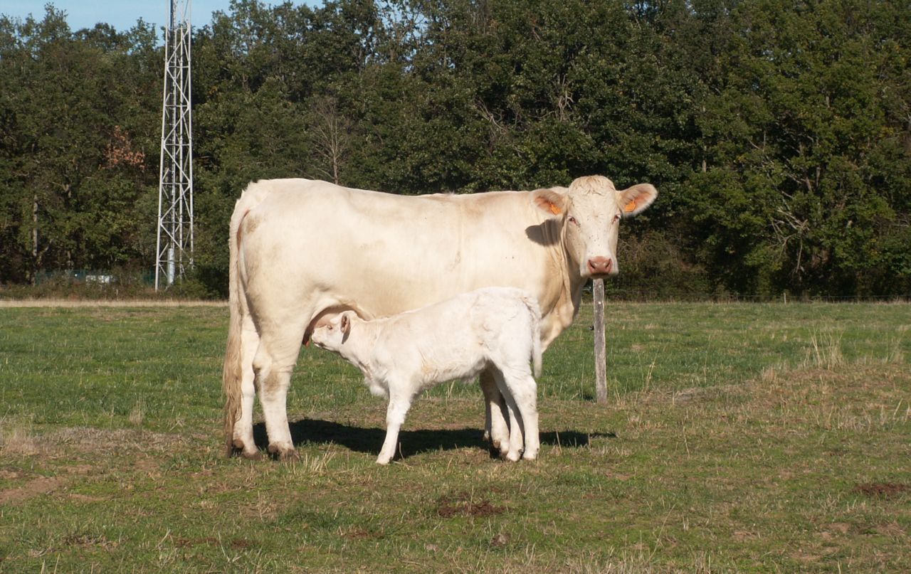 Vache veau1