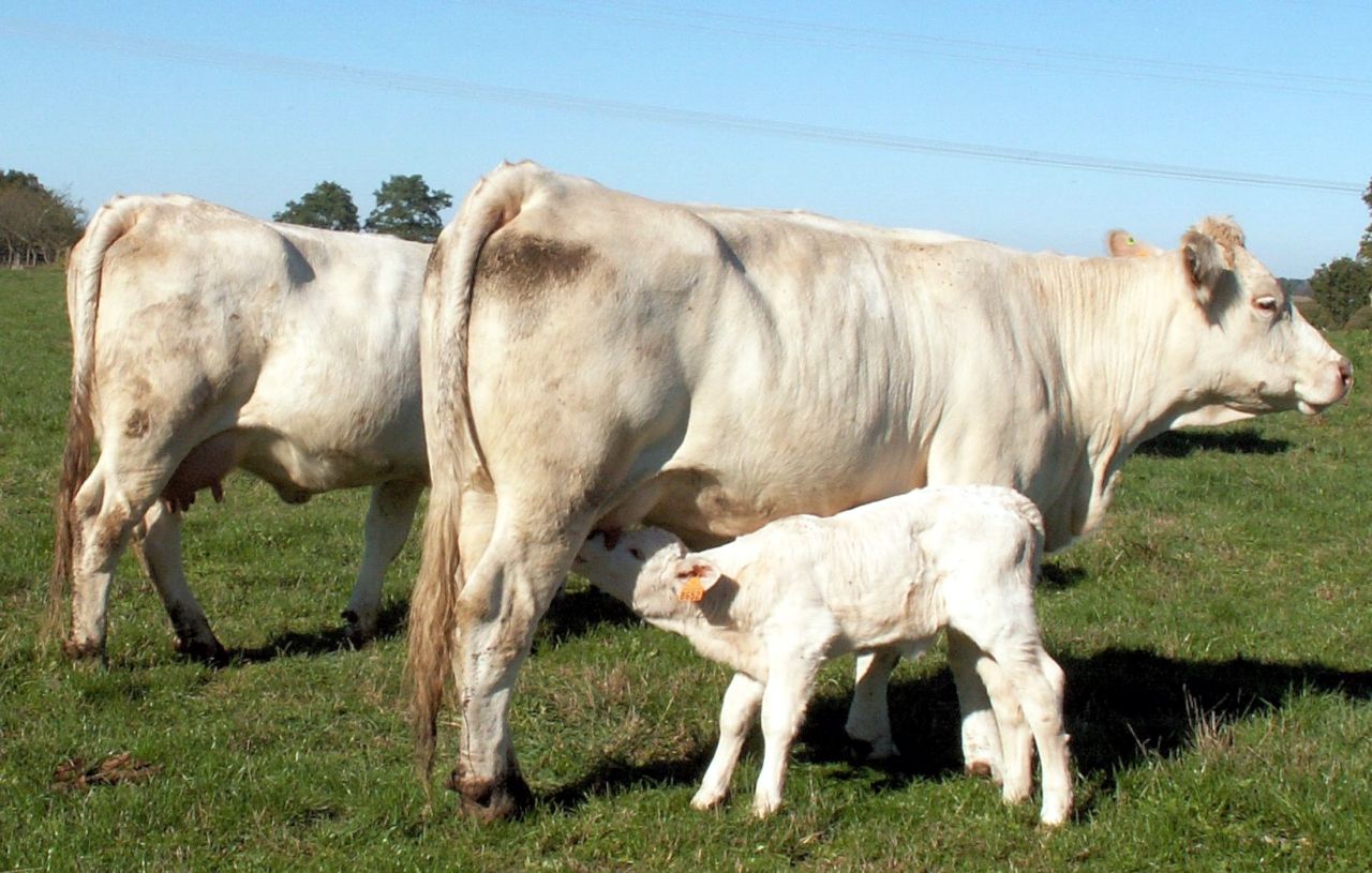 Vache veau2