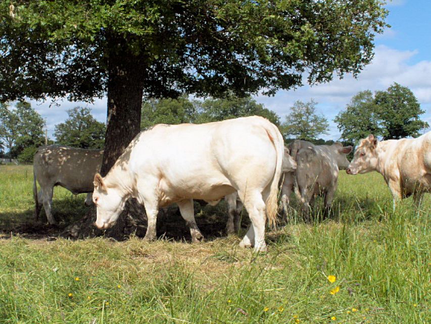 photo 5 Vente de taureaux charolais en Auvergne