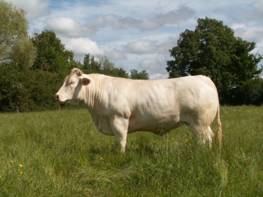 Génisse grasse Vente de vaches à veaux en Auvergne