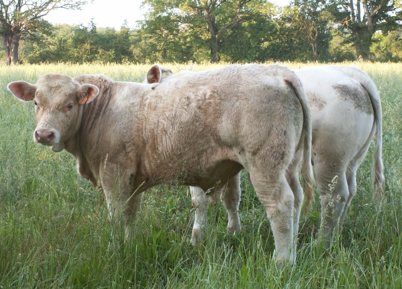 3910 juin 2023 Vente de taureaux reproducteurs dans la Nièvre