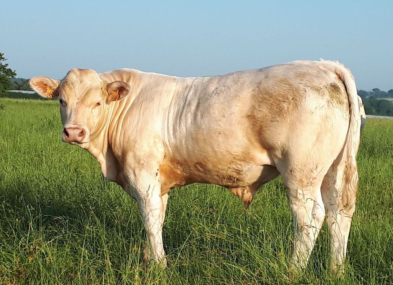 Futur reproducteur juin 2023 Vente de taureaux charolais en Auvergne
