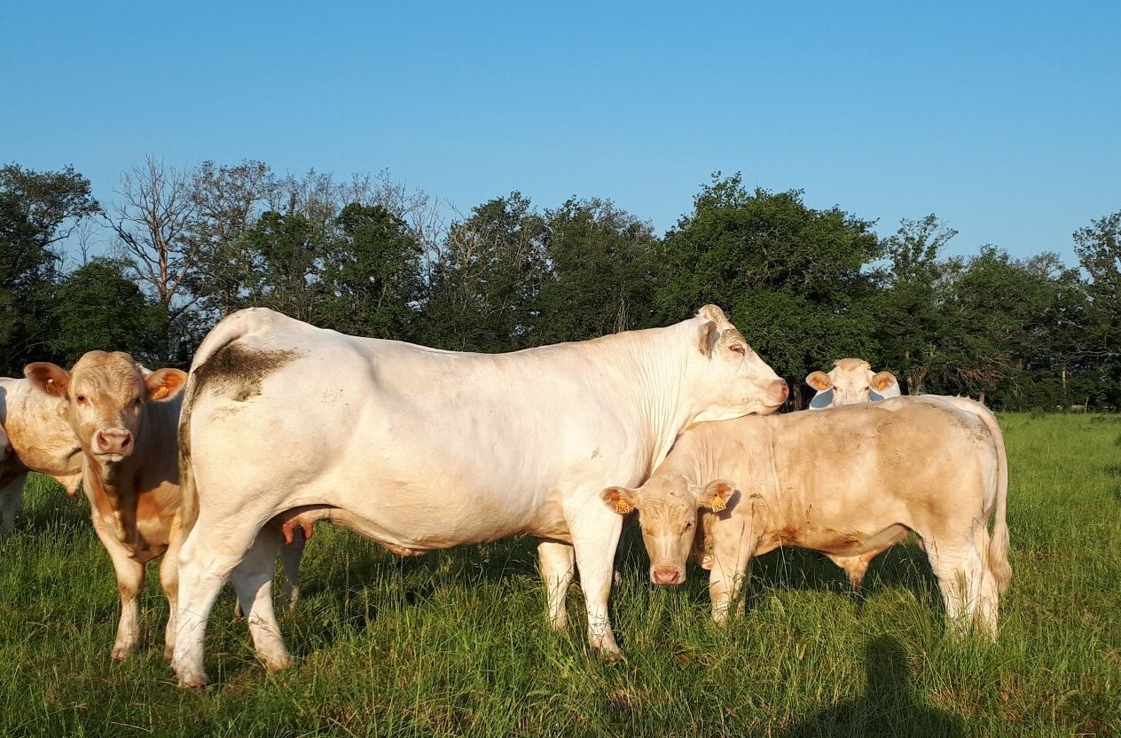 Vache à veau juin 2023