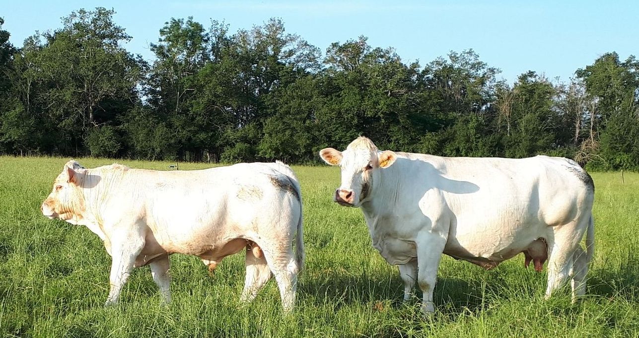 Vache avec son veau juin 2023