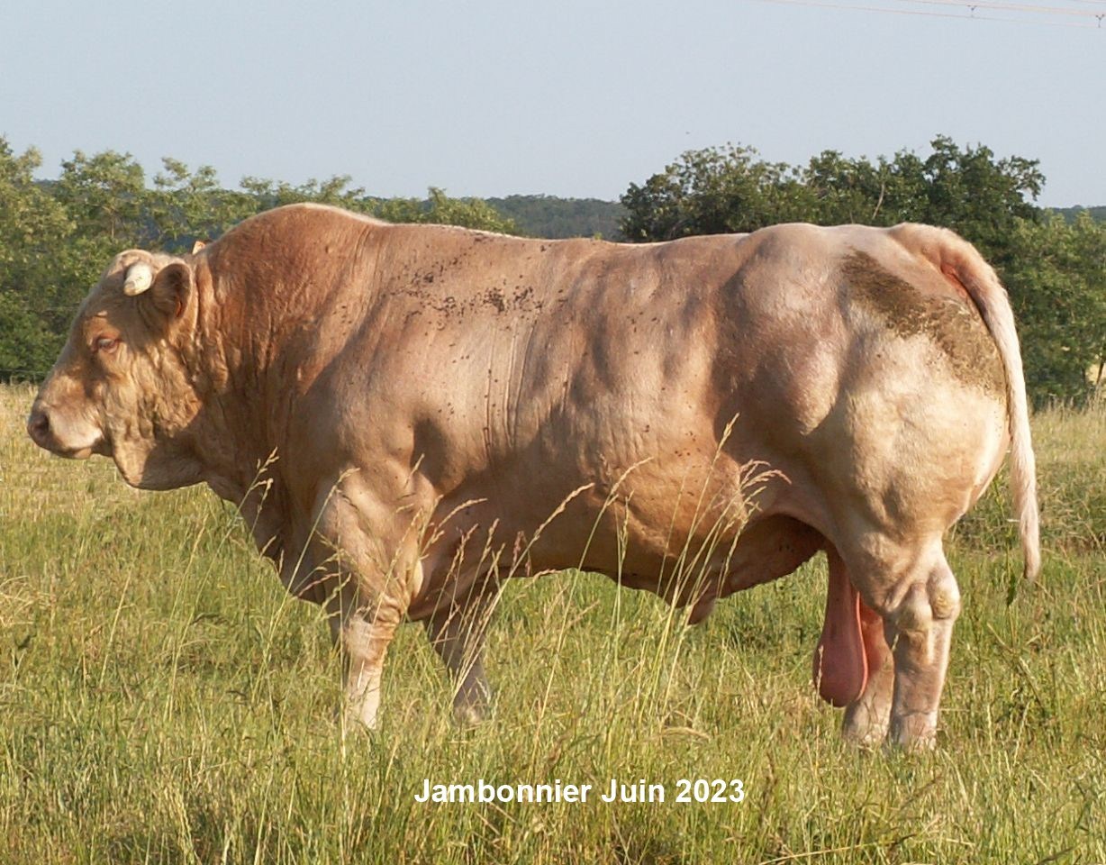 jambonnier juin 2023
